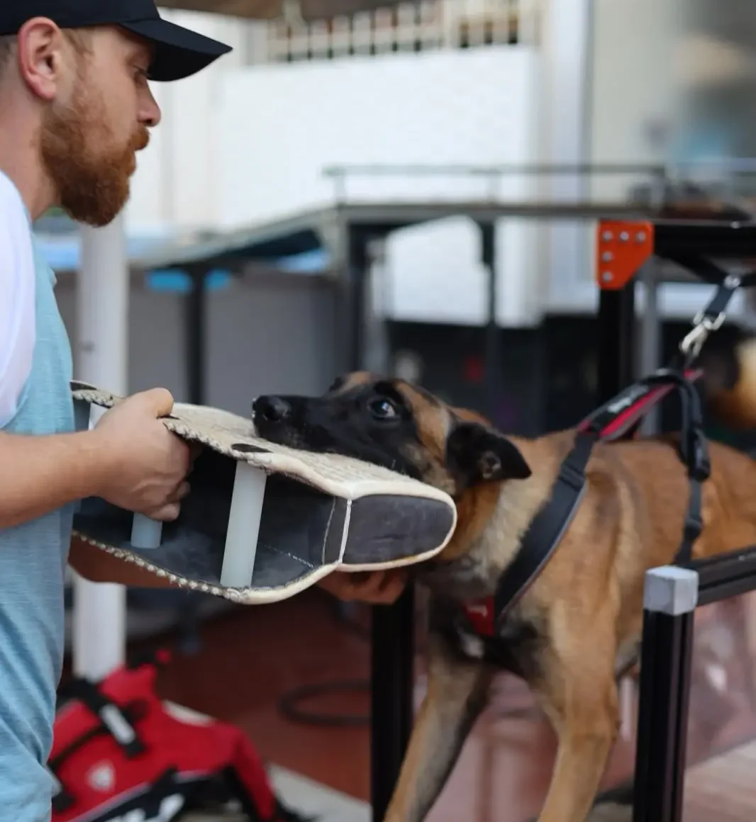 Dog Power Hub Nedir