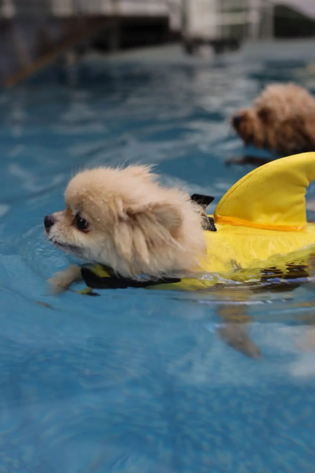 Köpek Treadmill Çalışması