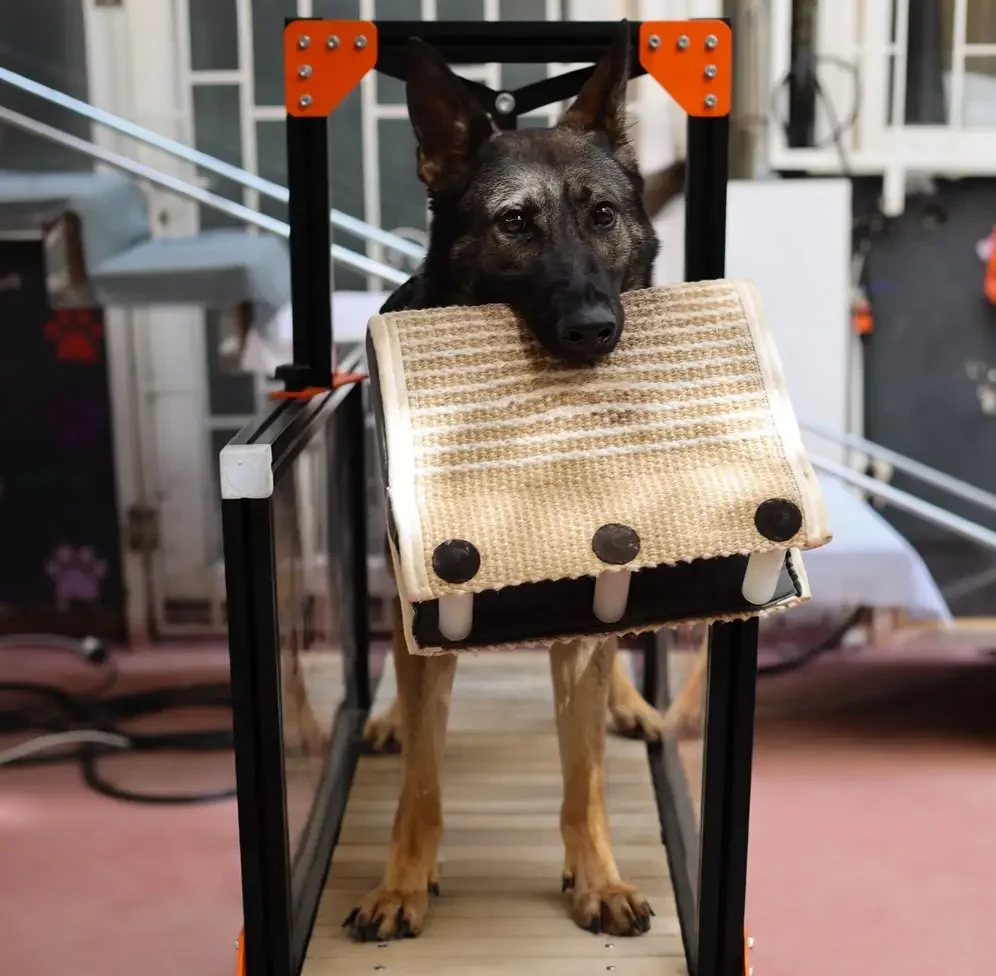 Felsefemiz ve Köpek Eğitimi