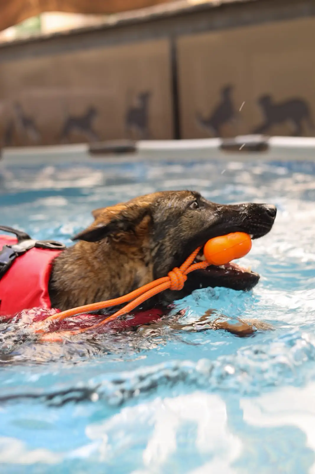Dog Power Hub Farkı ve Eğitim Merkezi